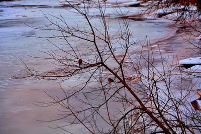 High angle view of bare tree by lake