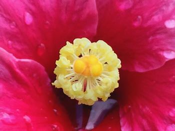 Close-up of pink flower