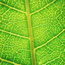 Full frame shot of green leaves