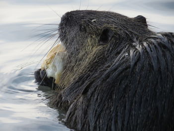 Close-up of nutria with food in river