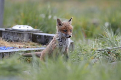 A red fox cub up close up