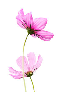 Close-up of pink cosmos flower against white background