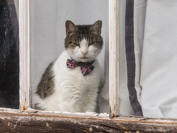 Close lup of dapper cat with a union jack bow tie sitting in a medieval cottage window. england, uk.