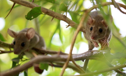 Close-up of a squirrel on tree