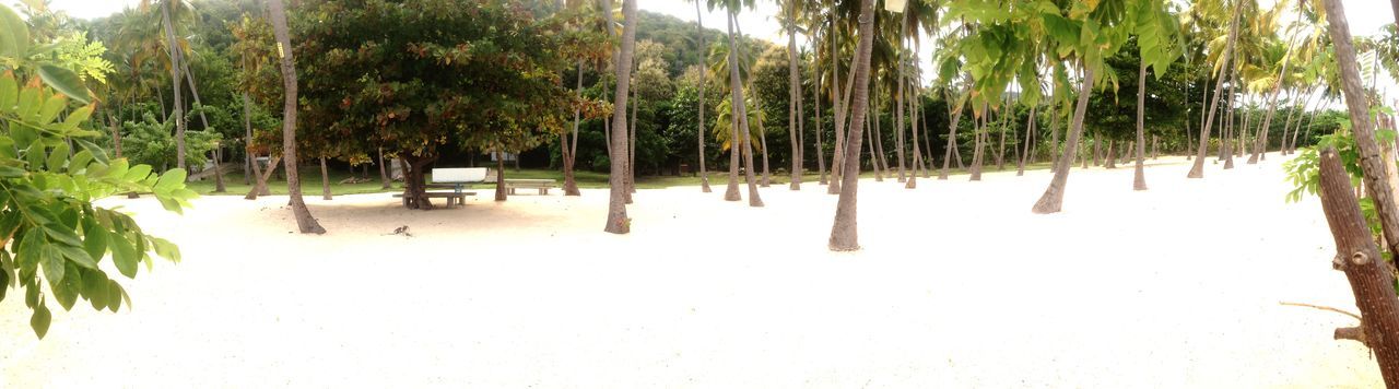 tree, tranquility, palm tree, beach, growth, tranquil scene, sand, nature, tree trunk, beauty in nature, scenics, in a row, day, shadow, green color, water, outdoors, sunlight, idyllic, panoramic