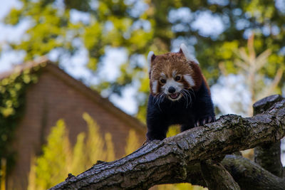 Low angle view of a red panda in a tree