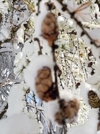 Low angle view of snow on tree