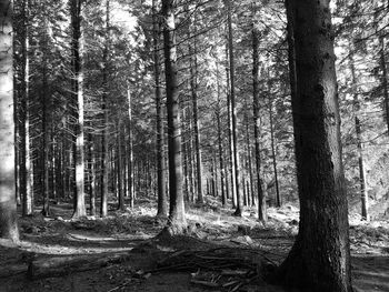 Trees in forest