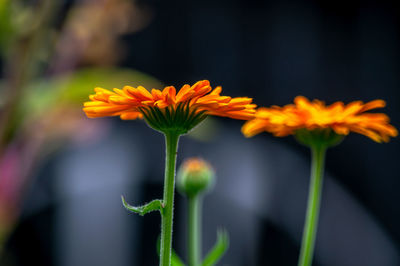 Close-up of flowering plant