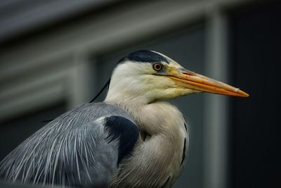 Close-up of a bird