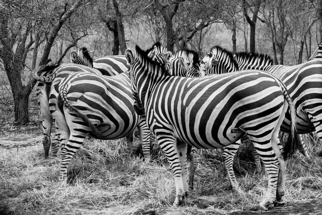 striped, animal, mammal, zebra, animal wildlife, animal themes, plant, animals in the wild, land, field, group of animals, tree, vertebrate, grass, nature, no people, safari, animal markings, day, outdoors, herbivorous, herd