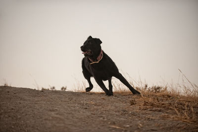 Dog running on beach against clear sky