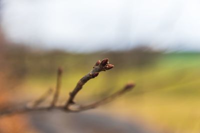 Close-up of dry leaf on field