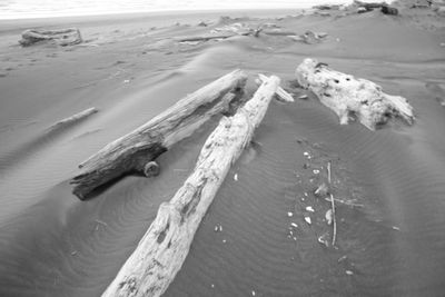 High angle view of crab on beach