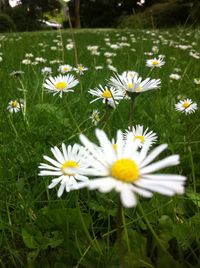 Close-up of daisy flowers blooming in field