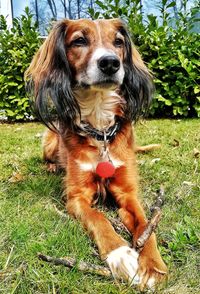 Portrait of dog on field