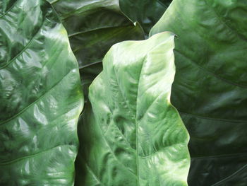 Close-up of fresh green leaves