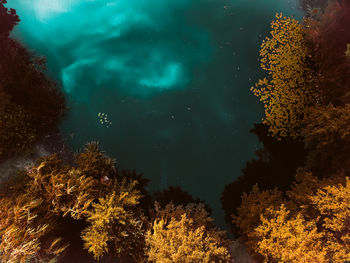 Low angle view of coral in sea