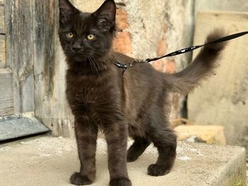 Portrait of black cat standing outdoors