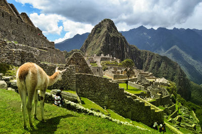 Horses in a mountain against sky