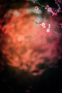Close up of red leaves