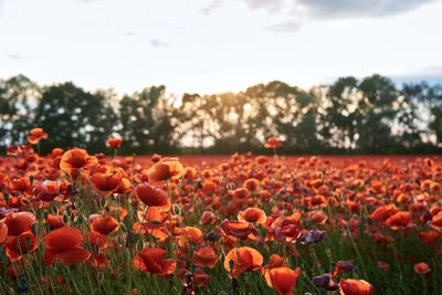 Close-up of flowering plants on field against sky