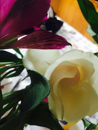 Close-up of flowers blooming outdoors