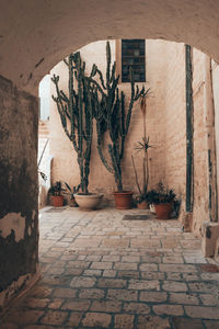 Potted plants on wall of old building