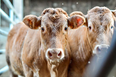 Close-up portrait of cow