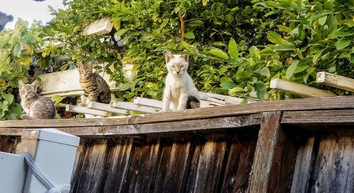 Cat looking away