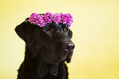 Black labrador dog wearing a crown of flowers over yellow background. spring or summer concept