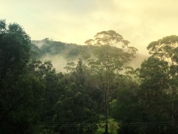 Scenic view of forest against sky