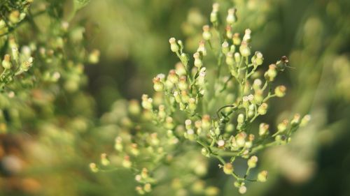 Close-up of plant