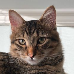 Close-up portrait of cat