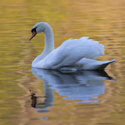 Swan swimming in lake