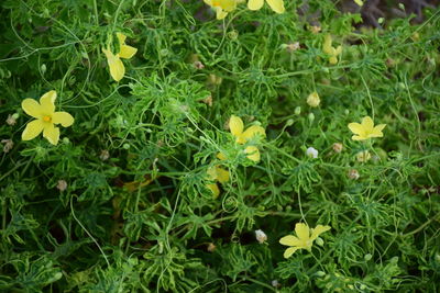 Close-up of yellow flowering plants on field