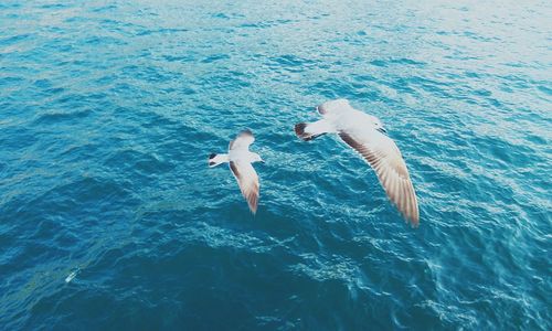 Birds swimming in sea