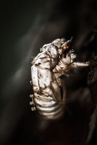 Close-up of insect on black background