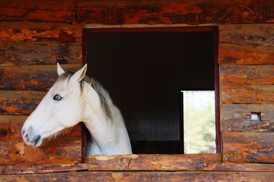 View of a horse in stable