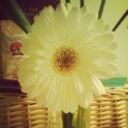 Close-up of yellow flower