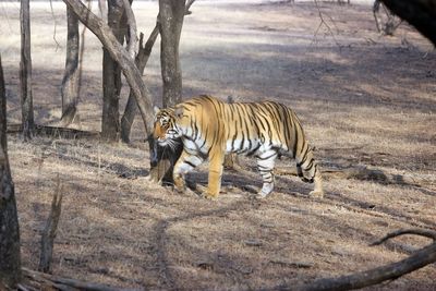 Cat walking in a zoo