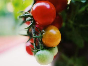 Close-up of tomatoes on plant