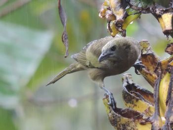 Close-up of bird perching on tree