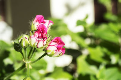 Close-up of pink flower blooming outdoors