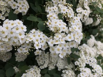 Close-up of white flowering plant