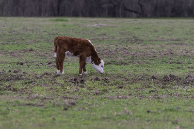 Horse grazing in field