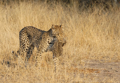 Full length of a leopard carrying kitten