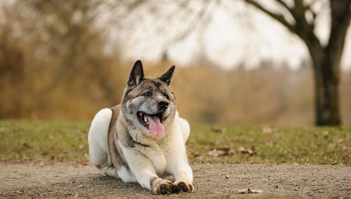 Japanese akita sticking out tongue while lying on footpath