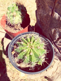 High angle view of potted cactus plant