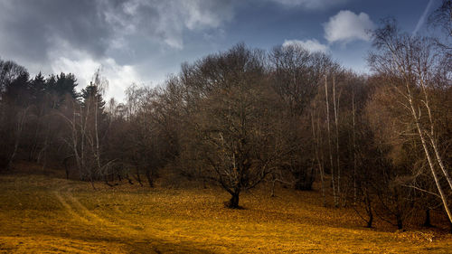 Trees on field against sky during autumn